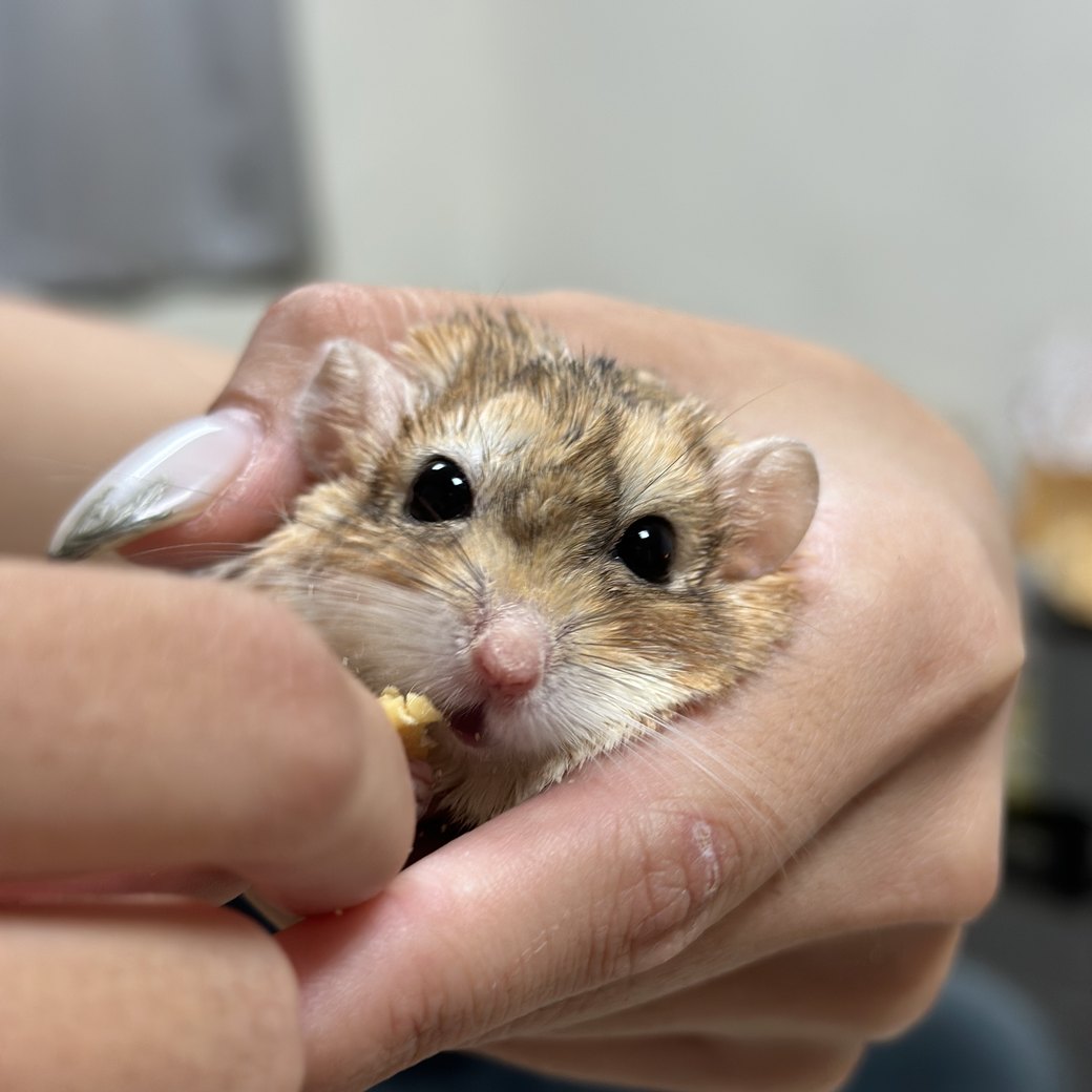 大仔家倉鼠寄宿環境 — 鼠寶獨立籠飼分隔的安全空間