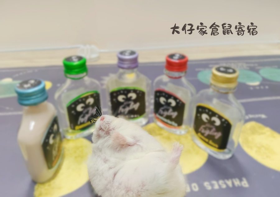 大仔家倉鼠寫真作品｜鼠寶棚拍紀錄 第 6 張