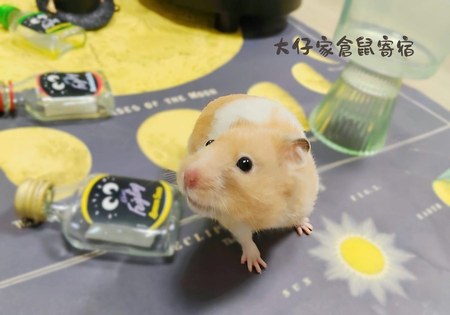 大仔家倉鼠寫真作品｜鼠寶棚拍紀錄 第 18 張