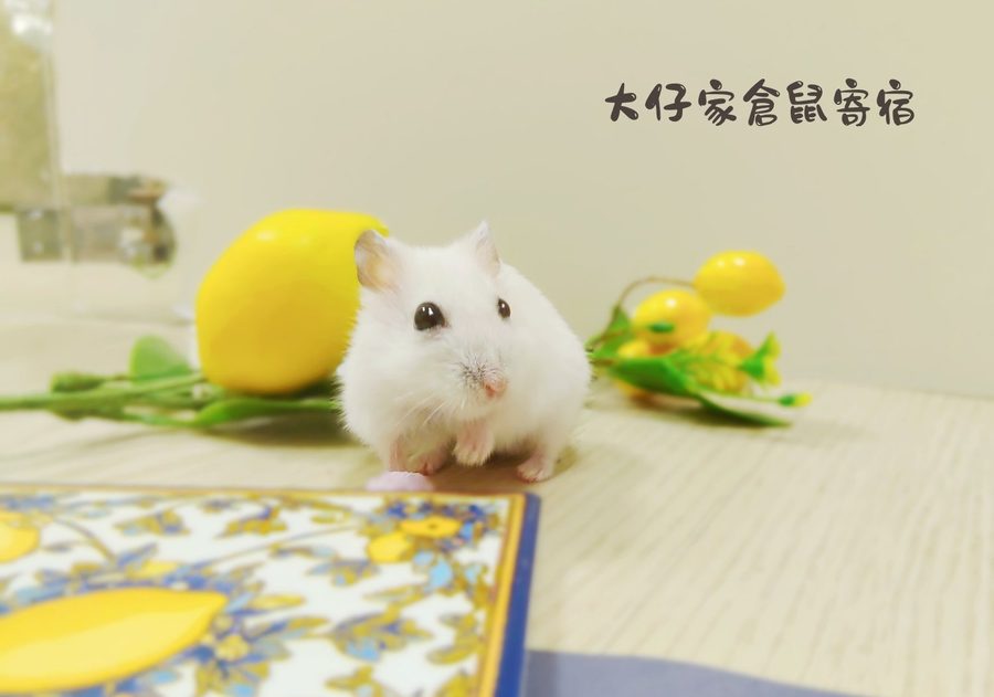 大仔家寵物攝影作品｜鼠寶棚拍寫真 第 21 張