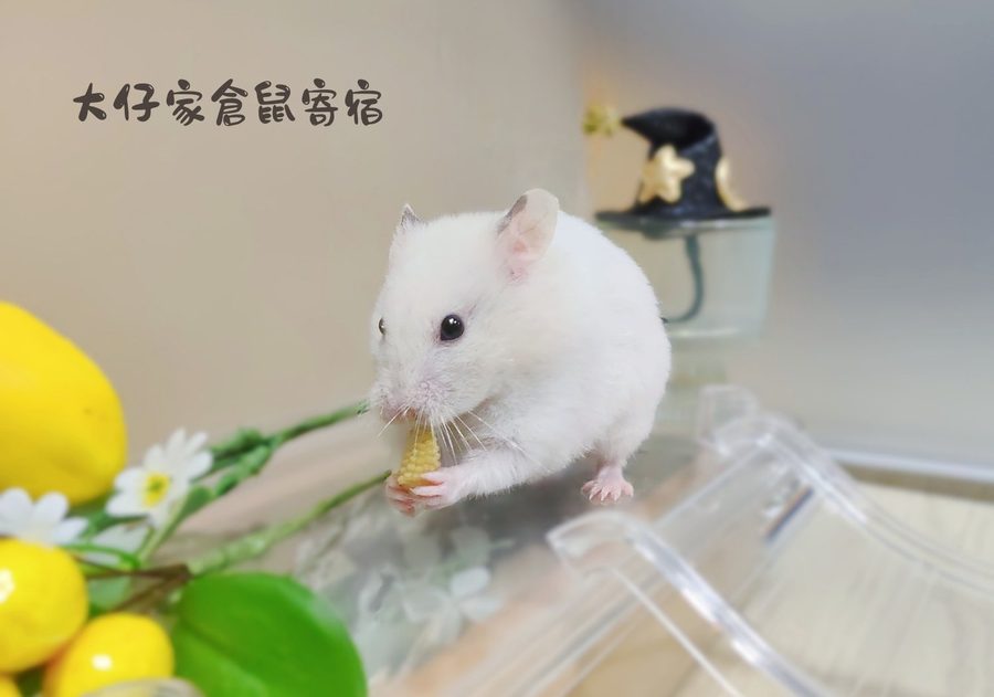 大仔家倉鼠寫真作品｜鼠寶棚拍紀錄 第 22 張