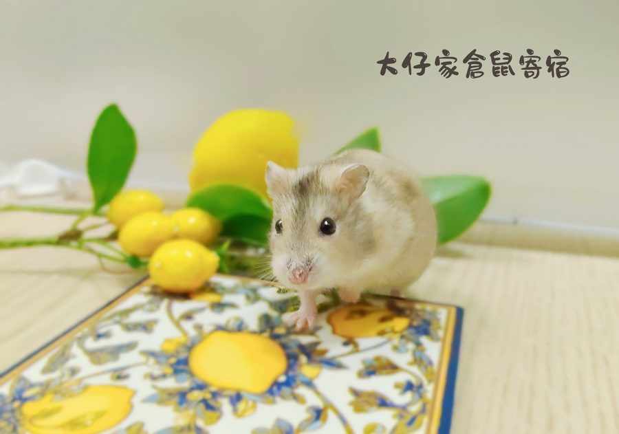 大仔家鼠寶寫真作品｜棚拍佈景 第 24 張